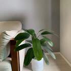 2 Árvores De Heliconia Artificial Verde - Arbusto Permanente