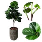 2 Ficus Artificiais Árvore Fícus Lyrata Visual Toque Real, El