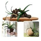 2 Folhas De Orquídea Cymbidium Artificiais Alta Qualidade E T