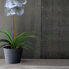 2 Folhas De Orquídea Cymbidium Artificiais Alta Qualidade E T