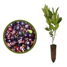 2 Mudas De Grumixama - Eugenia Brasiliensis