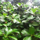 2 Mudas De Grumixama - Eugenia Brasiliensis