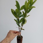 2 Mudas De Grumixama - Eugenia Brasiliensis