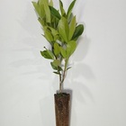 2 Mudas De Grumixama - Eugenia Brasiliensis