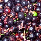 2 Mudas De Grumixama - Eugenia Brasiliensis