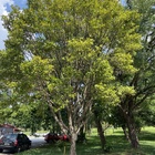 2 Mudas De Grumixama - Eugenia Brasiliensis