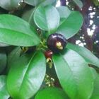 2 Mudas De Grumixama - Eugenia Brasiliensis