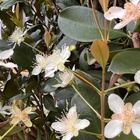 2 Mudas De Grumixama - Eugenia Brasiliensis