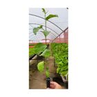 2 Mudas De Maracujá Fb200 Yellow Master - Viveiro Certificado