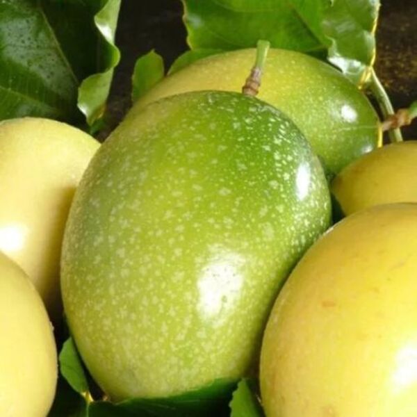 2 Mudas De Maracujá Fb200 Yellow Master - Viveiro Certificado