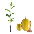 2 Mudas De Maracujá Fb200 Yellow Master - Viveiro Certificado