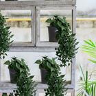 2 Plantas Artificial Pendente Premium Com (5 Galhos Cada) Aca