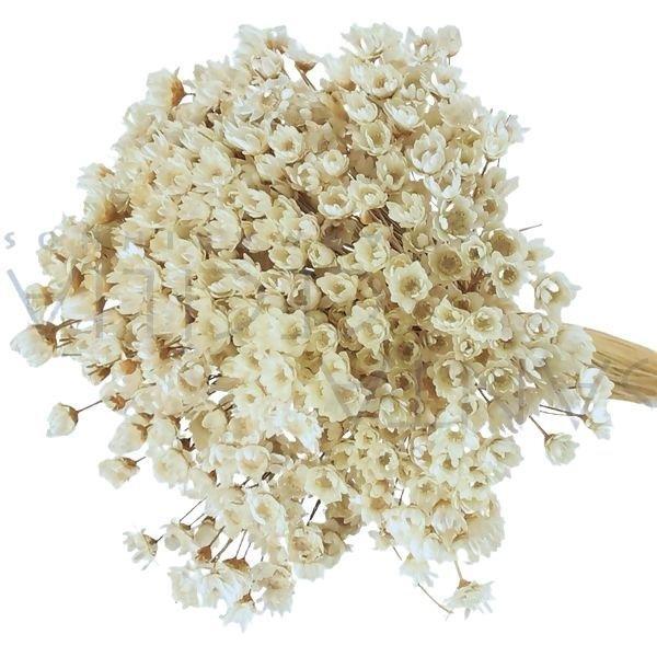 3000 Sempre Viva Florzinha Branca I Flores Desidratadas