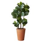 3 Árvores Realistas 120cm Artificiais Planta Grande Ficus Lyr