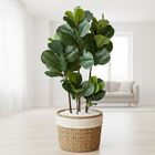 3 Árvores Realistas 120cm Artificiais Planta Grande Ficus Lyr