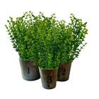 3 Buquês De Mini Eucalipto Artificial Para Arranjos Permanent