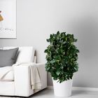 3 Buquês De Peperômia Artificial Realista Para Decoração Inte