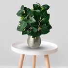 3 Buquês De Peperômia Artificial Realista Para Decoração Inte