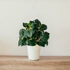 3 Buquês De Peperômia Artificial Realista Para Decoração Inte