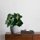 3 Buquês De Peperômia Artificial Realista Para Decoração Inte