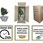 3 Folhas De Latania Natural Desidratada Formosinha Decoração