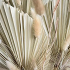 3 Folhas De Latania Natural Desidratada Formosinha Decoração