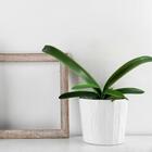 3 Folhas De Orquídea Artificiais Próprio Para Composição De A