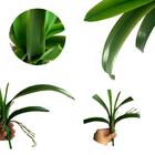 3 Folhas De Orquídea Artificiais Próprio Para Composição De A