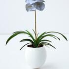 3 Folhas De Orquídea Artificiais Próprio Para Composição De A