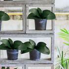 3 Folhas De Orquídea Artificial Phalaenopsis 26x35cm Verde Co