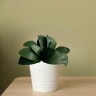 3 Folhas De Orquídea Artificial Phalaenopsis 26x35cm Verde Co