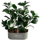 3 Hastes De Peperômia Artificial Com Acabamento Realista Para