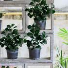 3 Hastes De Peperômia Artificial Com Acabamento Realista Para