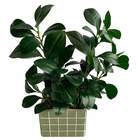 3 Hastes De Peperômia Artificial Com Acabamento Realista Para