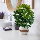 3 Mini Arbustos Artificiais Cheflera Com Ramos Flexíveis E Co