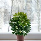 3 Mini Arbustos Artificiais Cheflera Com Ramos Flexíveis E Co