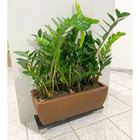 3 Mudas De Zamioculca + Jardineira 60x20 E Suporte Com Rodas