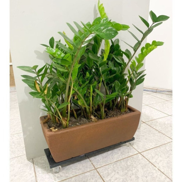 3 Mudas De Zamioculca + Jardineira 60x20 E Suporte Com Rodas