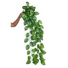 3 Plantas Artificiais Pendente De Jiboia (100x20) Beleza Natu