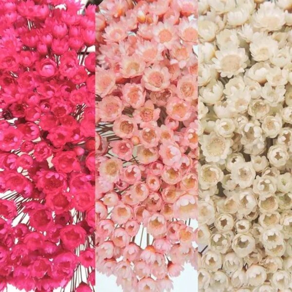 3 Sempre Vivas Rosa, Branca E Pink I Flores Desidratadas