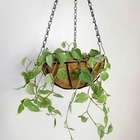 3 Vasos De Fibra De Coco 30cm Plantas Suspenso Com Corrente