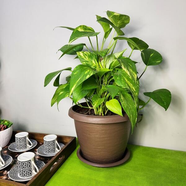 3 Vasos Siena Redondo 25cm Com Pratos Para Flores E Plantas