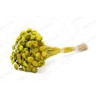 400 Botão Amarelo Desidratado Sempre Viva Flores Secas