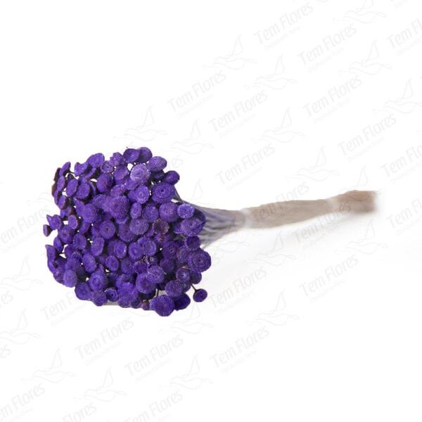 400 Botão Roxo Desidratado Sempre Viva Flores Secas