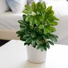 4 Chefleras Verde Artificiais Com 52cm De Altura Folhas Reali