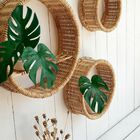 4 Costelas De Adão Em Haste Artificiais 55cm - Crie Composiçõ