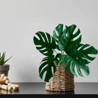 4 Costelas De Adão Em Haste Artificiais 55cm - Crie Composiçõ