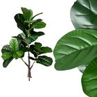 4 Folhagens Artificiais Árvore Ficus Lirata 90cm Toque E Apar
