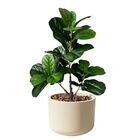 4 Folhagens Artificiais Árvore Ficus Lirata 90cm Toque E Apar