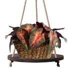 4 Folhagens De Singônio Com Revestimento Em Silicone – Haste